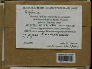 Bryhnia, Bryophytes, Bryophytes - Russian Far East (excl. Chukotka & Kamchatka) (B20) (Russia)