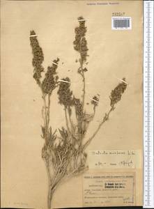 Oreosalsola montana (Litv.) Akhani, Middle Asia, Northern & Central Tian Shan (M4) (Kyrgyzstan)
