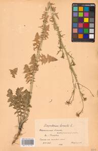 Sisymbrium loeselii L., Eastern Europe, Central forest-and-steppe region (E6) (Russia)