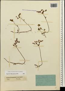 Phedimus stolonifer (S. G. Gmel.) 't Hart, Caucasus, Stavropol Krai, Karachay-Cherkessia & Kabardino-Balkaria (K1b) (Russia)