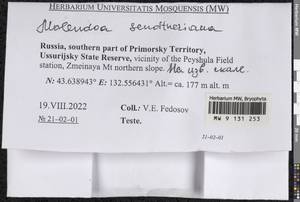 Molendoa sendtneriana (Bruch & Schimp.) Limpr., Bryophytes, Bryophytes - Russian Far East (excl. Chukotka & Kamchatka) (B20) (Russia)