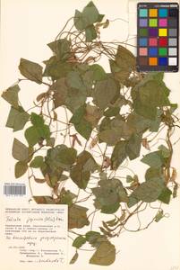 Amphicarpaea edgeworthii Benth., Siberia, Russian Far East (S6) (Russia)