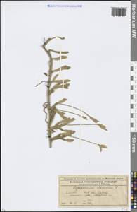 Lycopodium clavatum L., Eastern Europe, Moscow region (E4a) (Russia)