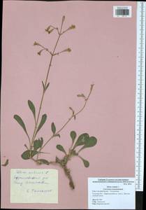 Silene nutans, Eastern Europe, Central region (E4) (Russia)