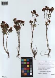 KUZ 000 818, Trifolium aureum Pollich, Siberia, Altai & Sayany Mountains (S2) (Russia)