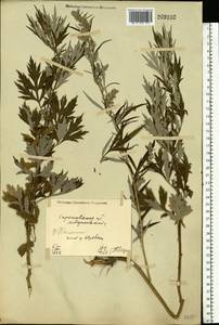 Artemisia vulgaris L., Eastern Europe, North Ukrainian region (E11) (Ukraine)