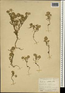 Lomelosia rotata (M. Bieb.) Greuter & Burdet, South Asia, South Asia (Asia outside ex-Soviet states and Mongolia) (ASIA) (Turkey)