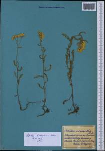 Achillea arabica Kotschy, Middle Asia, Northern & Central Tian Shan (M4) (Kazakhstan)