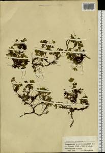 Sibbaldia procumbens L., Siberia, Altai & Sayany Mountains (S2) (Russia)