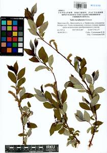 Salix taraikensis Kimura, Siberia, Baikal & Transbaikal region (S4) (Russia)