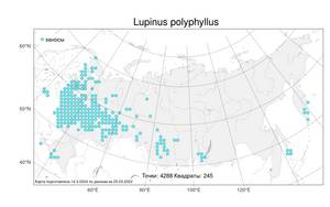 Lupinus polyphyllus Lindl., Atlas of the Russian Flora (FLORUS) (Russia)