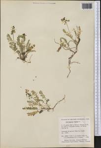 Astragalus alpinus, America (AMER) (Canada)