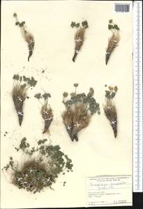 Paraquilegia anemonoides (Willd.) Engl. ex Ulbr., Middle Asia, Pamir & Pamiro-Alai (M2) (Kyrgyzstan)