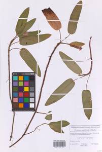 Persicaria amphibia (L.) Gray, Eastern Europe, Moscow region (E4a) (Russia)