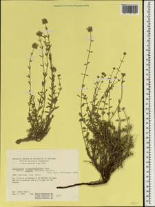 Ziziphora clinopodioides subsp. rigida (Boiss.) Rech.f., South Asia, South Asia (Asia outside ex-Soviet states and Mongolia) (ASIA) (Iran)