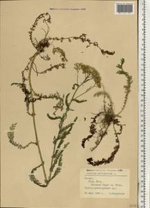 Achillea millefolium L., Eastern Europe, Latvia (E2b) (Latvia)