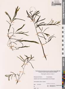 Potamogeton sibiricus A.Benn., Siberia, Chukotka & Kamchatka (S7) (Russia)