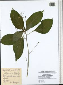 Impatiens parviflora, Eastern Europe, Central region (E4) (Russia)