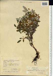 Dryas octopetala subsp. viscosa (Juz.) Hultén, Siberia, Yakutia (S5) (Russia)