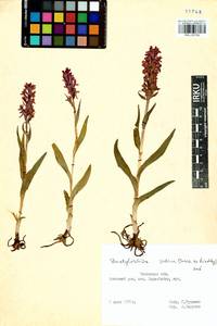 Dactylorhiza salina (Turcz. ex Lindl.) Soó, Siberia, Baikal & Transbaikal region (S4) (Russia)