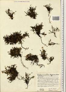 Harrimanella hypnoides (L.) Coville, Eastern Europe, Northern region (E1) (Russia)