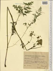 Thysselinum palustre (L.) Hoffm., Eastern Europe, Central forest-and-steppe region (E6) (Russia)