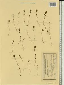 Euphrasia ×vernalis List, Eastern Europe, Volga-Kama region (E7) (Russia)