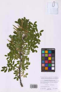 Caragana arborescens Lam., Eastern Europe, Moscow region (E4a) (Russia)