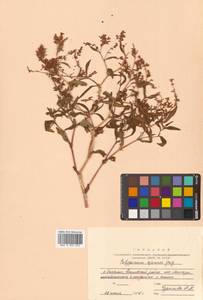 Koenigia ajanensis (Regel & Tiling) J.H.Xue, Chepinoga & K.P.Ma, Siberia, Russian Far East (S6) (Russia)