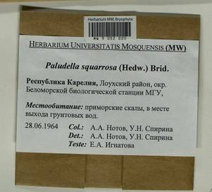 Paludella squarrosa (Hedw.) Brid., Bryophytes, Bryophytes - Karelia, Leningrad & Murmansk Oblasts (B4) (Russia)