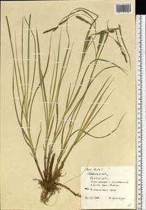 Carex hirta L., Eastern Europe, West Ukrainian region (E13) (Ukraine)