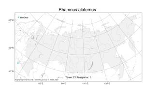 Rhamnus alaternus L., Atlas of the Russian Flora (FLORUS) (Russia)
