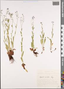 Myosotis imitata Serg., Siberia, Altai & Sayany Mountains (S2) (Russia)