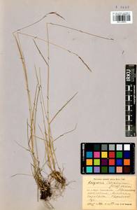 Elymus gmelinii (Trin.) Tzvelev, Siberia, Baikal & Transbaikal region (S4) (Russia)