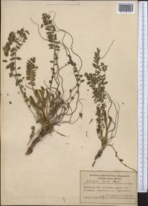 Astragalus lipskyi Popov, Middle Asia, Pamir & Pamiro-Alai (M2) (Kyrgyzstan)