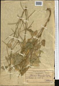 Alliaria petiolata (M. Bieb.) Cavara & Grande, Middle Asia, Western Tian Shan & Karatau (M3) (Uzbekistan)