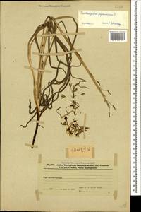 Ornithogalum pyrenaicum L., Caucasus, Azerbaijan (K6) (Azerbaijan)