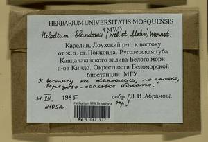 Helodium blandowii (F. Weber & D. Mohr) Warnst., Bryophytes, Bryophytes - Karelia, Leningrad & Murmansk Oblasts (B4) (Russia)