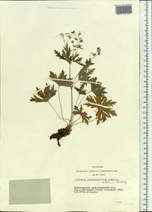 Geranium pseudosibiricum J. Mayer, Siberia, Central Siberia (S3) (Russia)