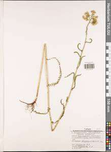 Achillea millefolium L., Eastern Europe, Central region (E4) (Russia)