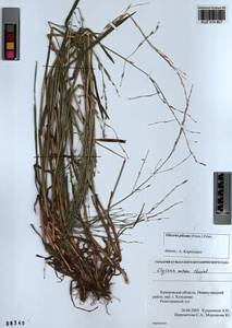 Glyceria notata Chevall., Siberia, Altai & Sayany Mountains (S2) (Russia)