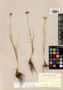 Allium anisopodium Ledeb., Siberia, Altai & Sayany Mountains (S2) (Russia)