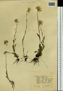 Aster alpinus L., Siberia, Yakutia (S5) (Russia)