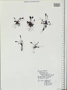 Drosera ×obovata Mert. & W. D. J. Koch, Eastern Europe, Central forest region (E5) (Russia)