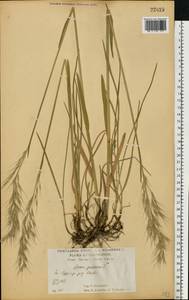 Helictochloa hookeri (Scribn.) Romero Zarco, Eastern Europe, Central forest-and-steppe region (E6) (Russia)