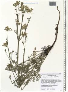 Kitagawia baicalensis (Redowsky ex Willd.) Pimenov, Siberia, Baikal & Transbaikal region (S4) (Russia)
