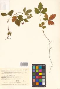 Rubus arcticus L., Eastern Europe, Northern region (E1) (Russia)