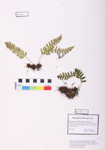 Polypodium sibiricum Sipliv., Siberia, Altai & Sayany Mountains (S2) (Russia)