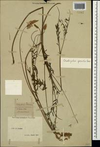 Onobrychis gracilis Besser, Crimea (KRYM) (Russia)