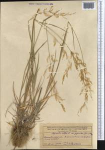 Agrostis, Middle Asia, Caspian Ustyurt & Northern Aralia (M8) (Kazakhstan)